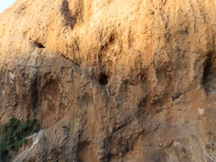 Jamesbrittenia pallida