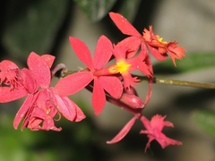 Epidendrum × obrienianum