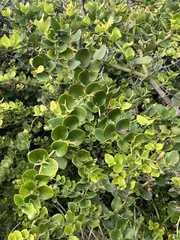 Carissa macrocarpa