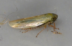 Graminella nigrifrons