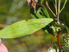 Hakea florulenta