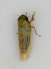 Graminella nigrifrons