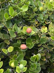 Carissa macrocarpa