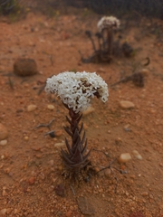 Crassula alpestris