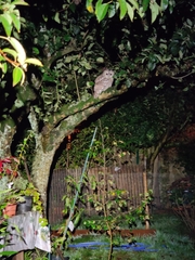 Strix aluco sylvatica