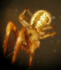 Cryptachaea blattea