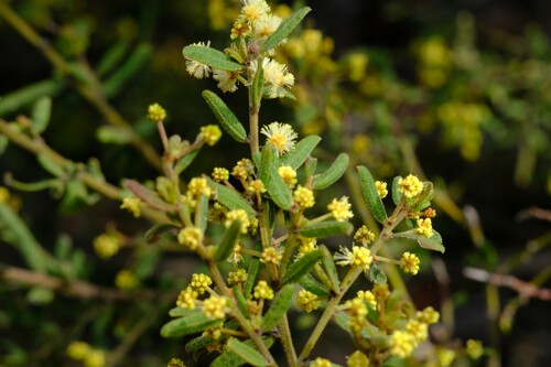 Image of Acacia aspera by (c) Peter Crowcroft, some rights reserved (CC BY)