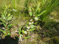 Hakea florulenta