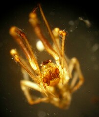 Cryptachaea blattea