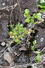 Draba pauciflora