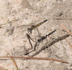 Erythrodiplax minuscula