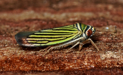 Tylozygus bifidus