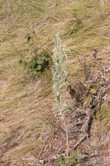 Chenopodium pratericola