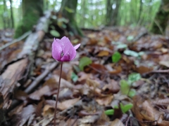 Cyclamen purpurascens
