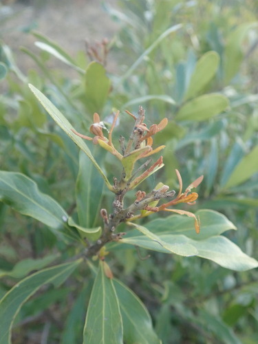 Image of Euclea Divinorum (Euclea divinorum) by (c) agujaceratops, some rights reserved (CC BY)