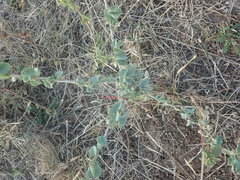Abutilon austro-africanum