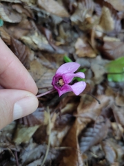 Cyclamen purpurascens