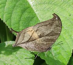 Consul panariste panariste