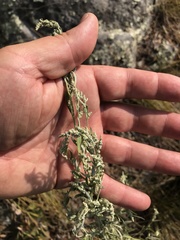 Chenopodium pratericola
