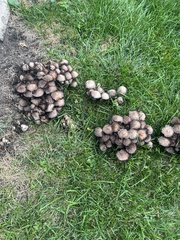 Coprinopsis romagnesiana