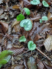 Cyclamen purpurascens