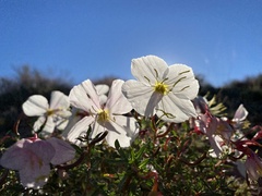 Oenothera pallida