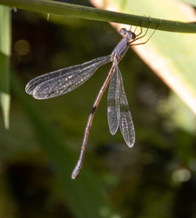 Lestes
