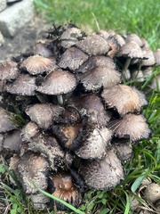 Coprinopsis romagnesiana