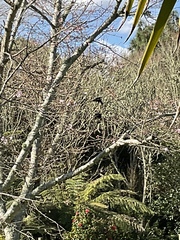 Prosthemadera novaeseelandiae novaeseelandiae