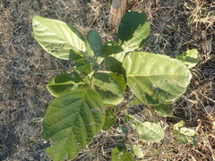Philenoptera violacea