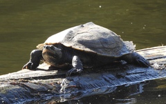 Graptemys pseudogeographica