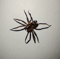 Sagana rutilans