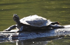 Graptemys pseudogeographica