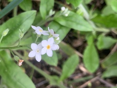 Myosotis sylvatica