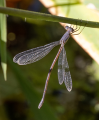 Lestes