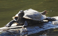 Graptemys pseudogeographica
