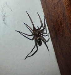 Sagana rutilans