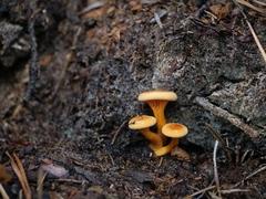 Hygrophoropsis aurantiaca