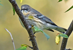 Setophaga coronata coronata × auduboni