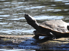 Graptemys pseudogeographica
