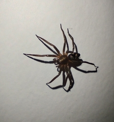 Sagana rutilans