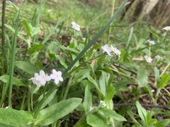 Myosotis sylvatica