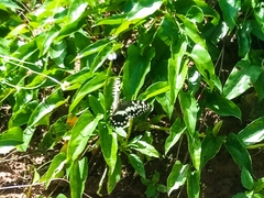 Papilio demodocus demodocus