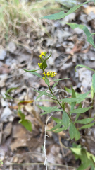 Erysimum cheiranthoides