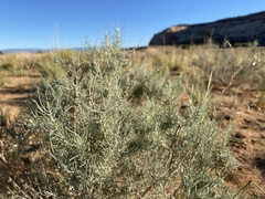 Artemisia filifolia