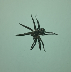 Sagana rutilans