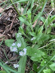 Myosotis sylvatica