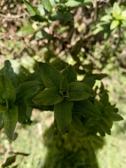 Baccharis racemosa