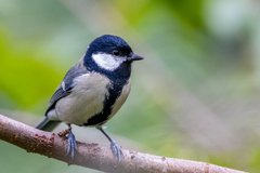 Parus major major