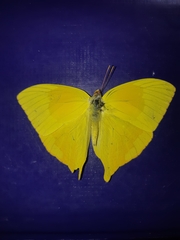 Phoebis neocypris virgo